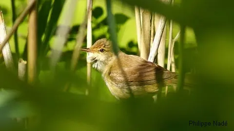 C'est au printemps qu'on écoutera chanter la rousserolle effarvatte