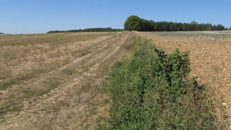 C'est la diversité des parcelles qui attire tout le cortège des espèces agricoles