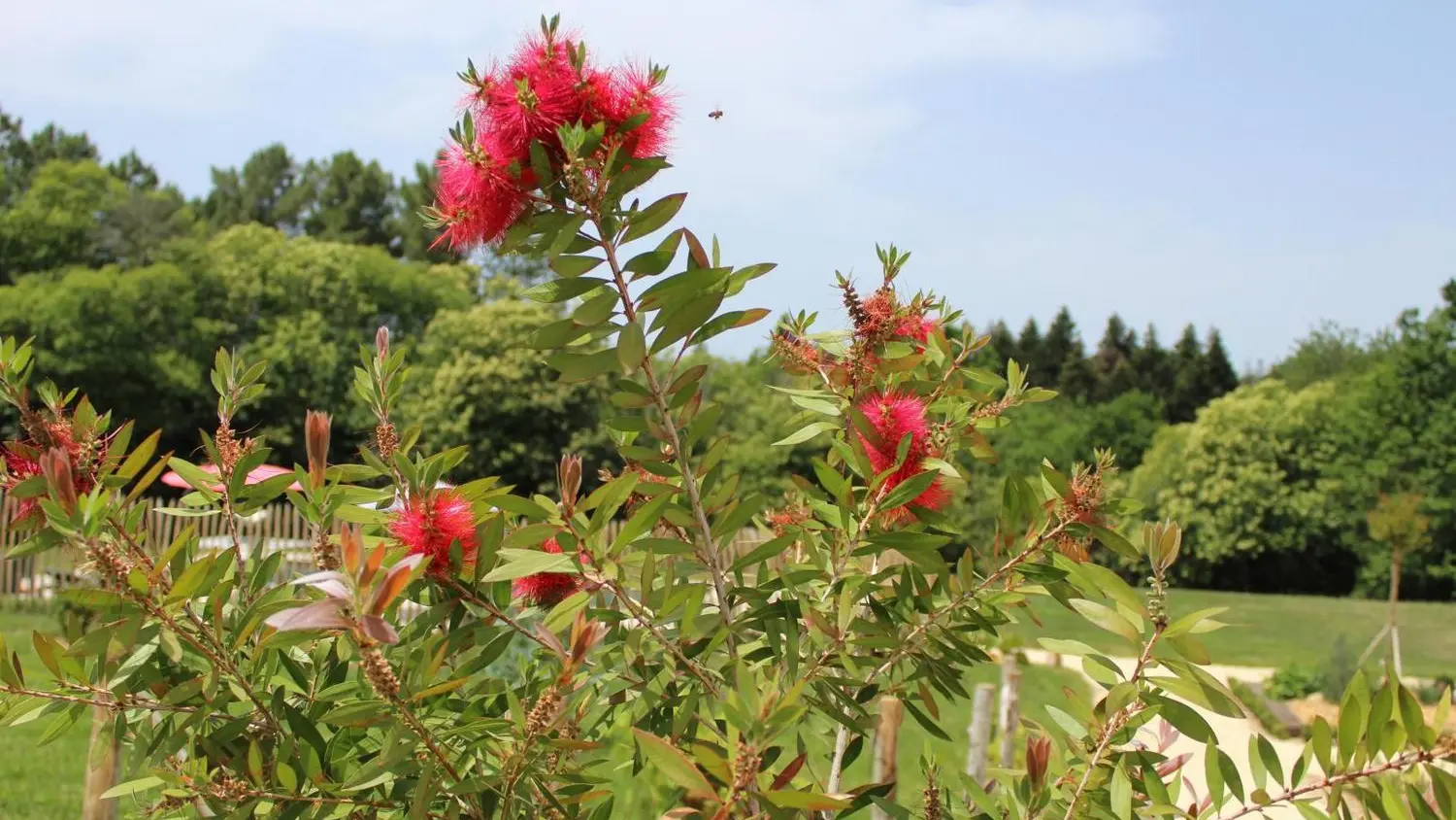 CHO_Le Rucher des Combes_Fleurs_Fleurac