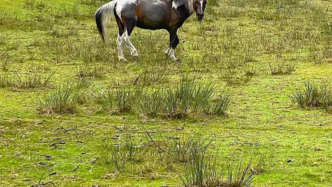 CHAMPS-ROMAIN-Boucle du Tacot-Cheval 2