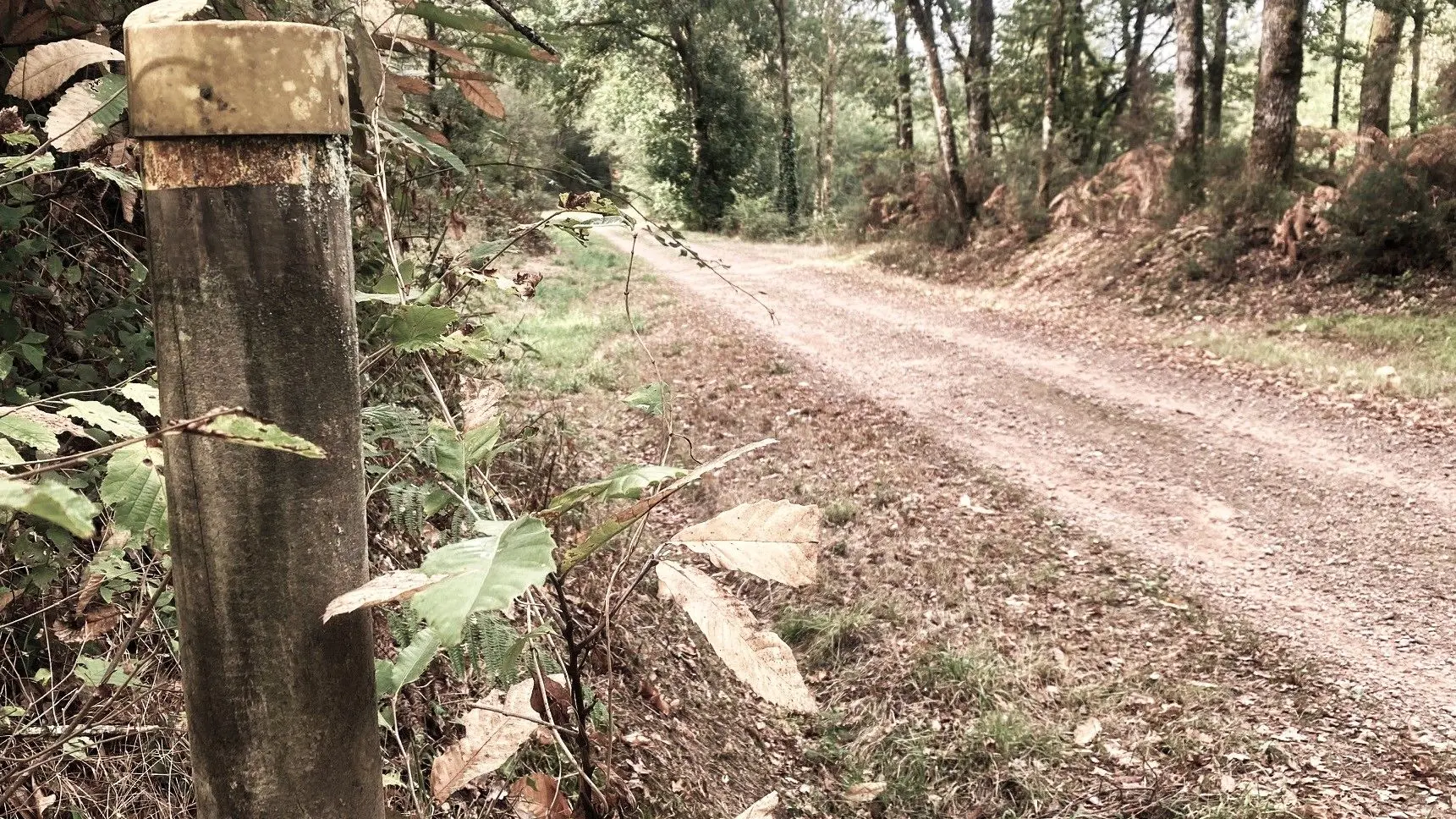 CHAMPS-ROMAIN-Boucle du Tacot-Chemin-Poteau