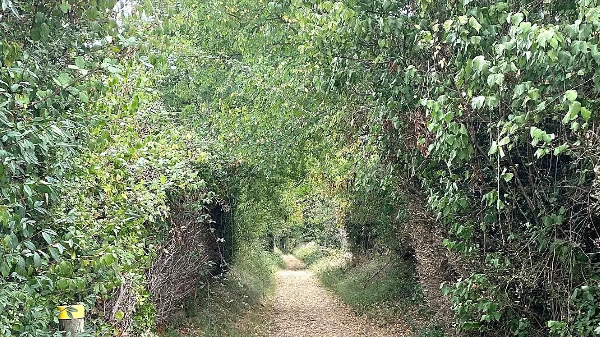 CHERVEIX-CUBAS-Boucle des coteaux de l'Auvézère-chemin
