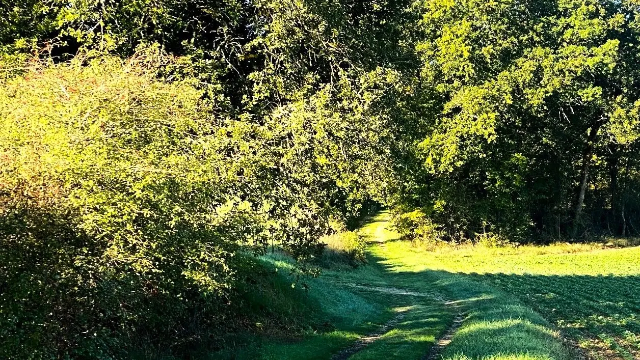 CONDAT-SUR-TRINCOU-Boucle Dronne et Trincou-Chemin