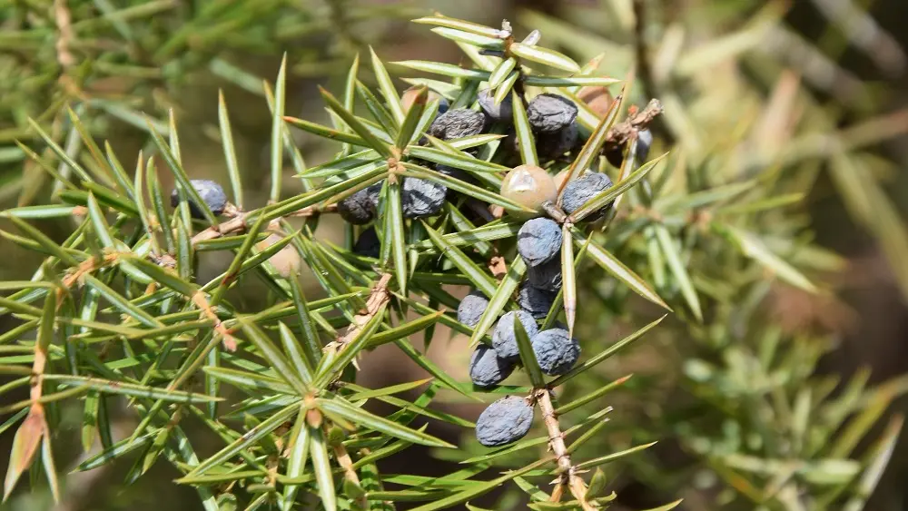 CORGNAC génevrier DG