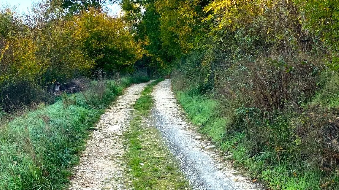 COULAURES-Boucle de la forêt-Chemin