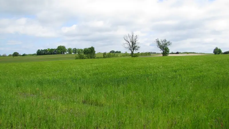 Caille des blés, perdrix rouges, moineaux soulcies, se plaisent dans les cultures entre Bardou et Mongueyral