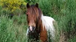 Centre Equestre la cavale Plaisance