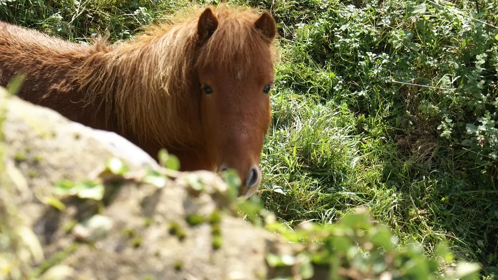 Centre équestre poney club de Bourrou