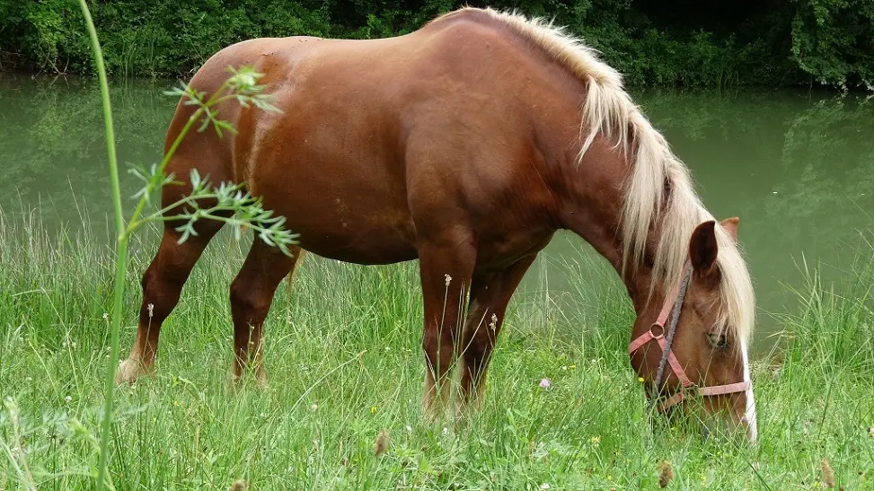 Centre équestre poney club de Bourrou