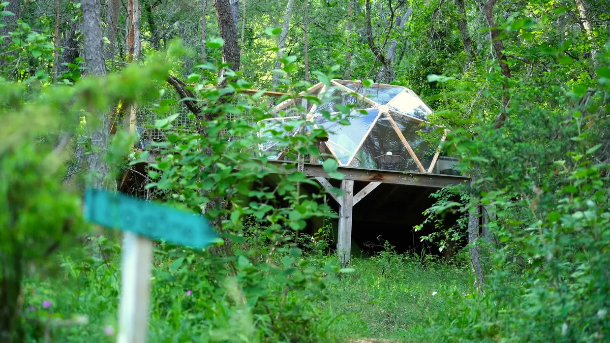 DODOME2_ARBOREA_Janv 2025 2