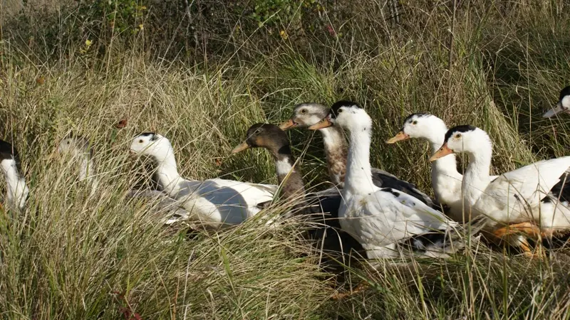 Dartenset canards