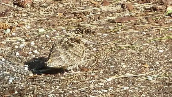 Discrète, la bécasse des bois s'observe le mieux aux crépuscules de printemps