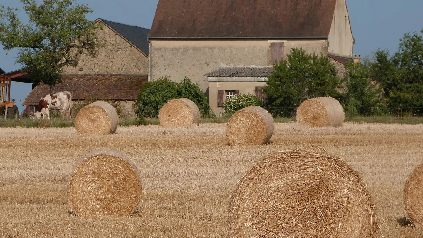 Entre Fanlac et Plazac - champs (17)
