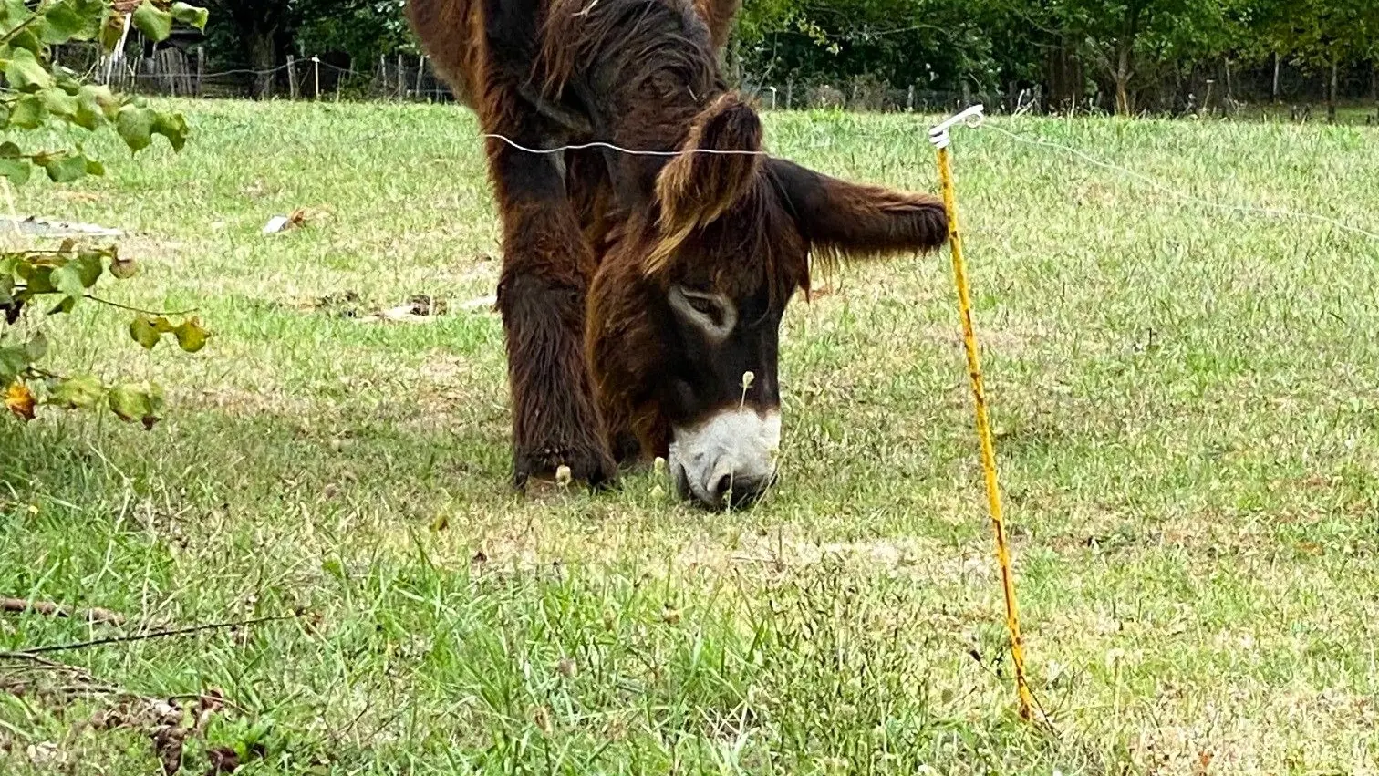 FOULEIX-Boucle des Moulins-Cheval 2