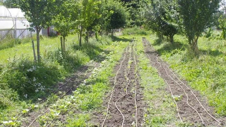 Ferme-bio-St-Martin-de-Gurson-champs-légumes-sirtaqui