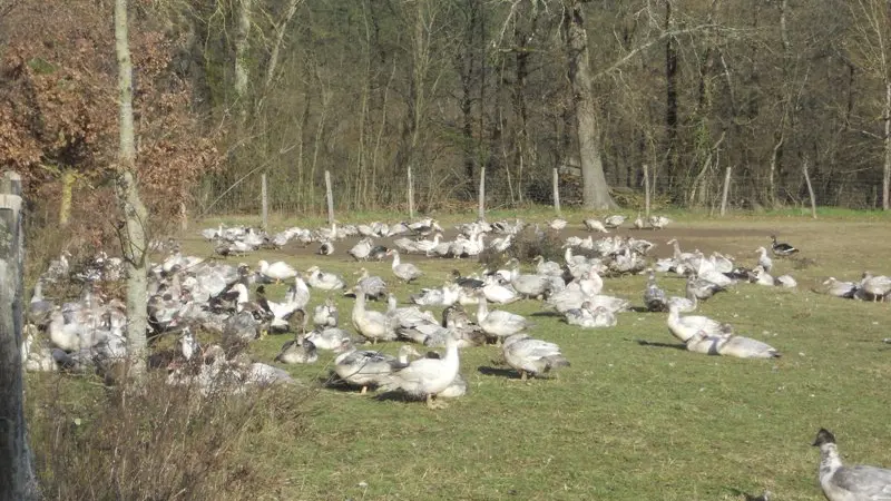 Les canards en liberté