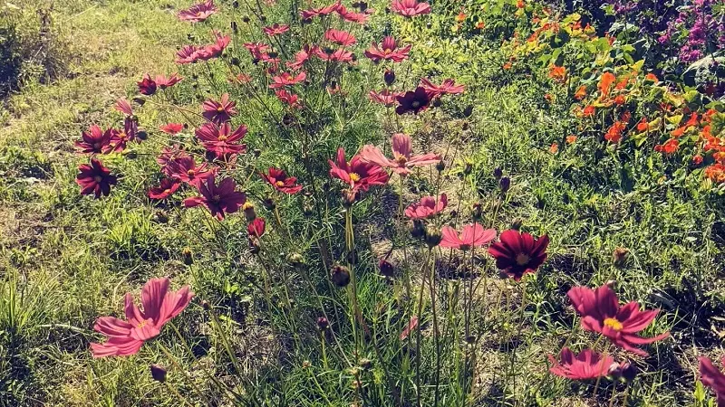 Fleurs 01