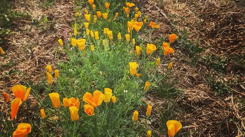 Fleurs 03