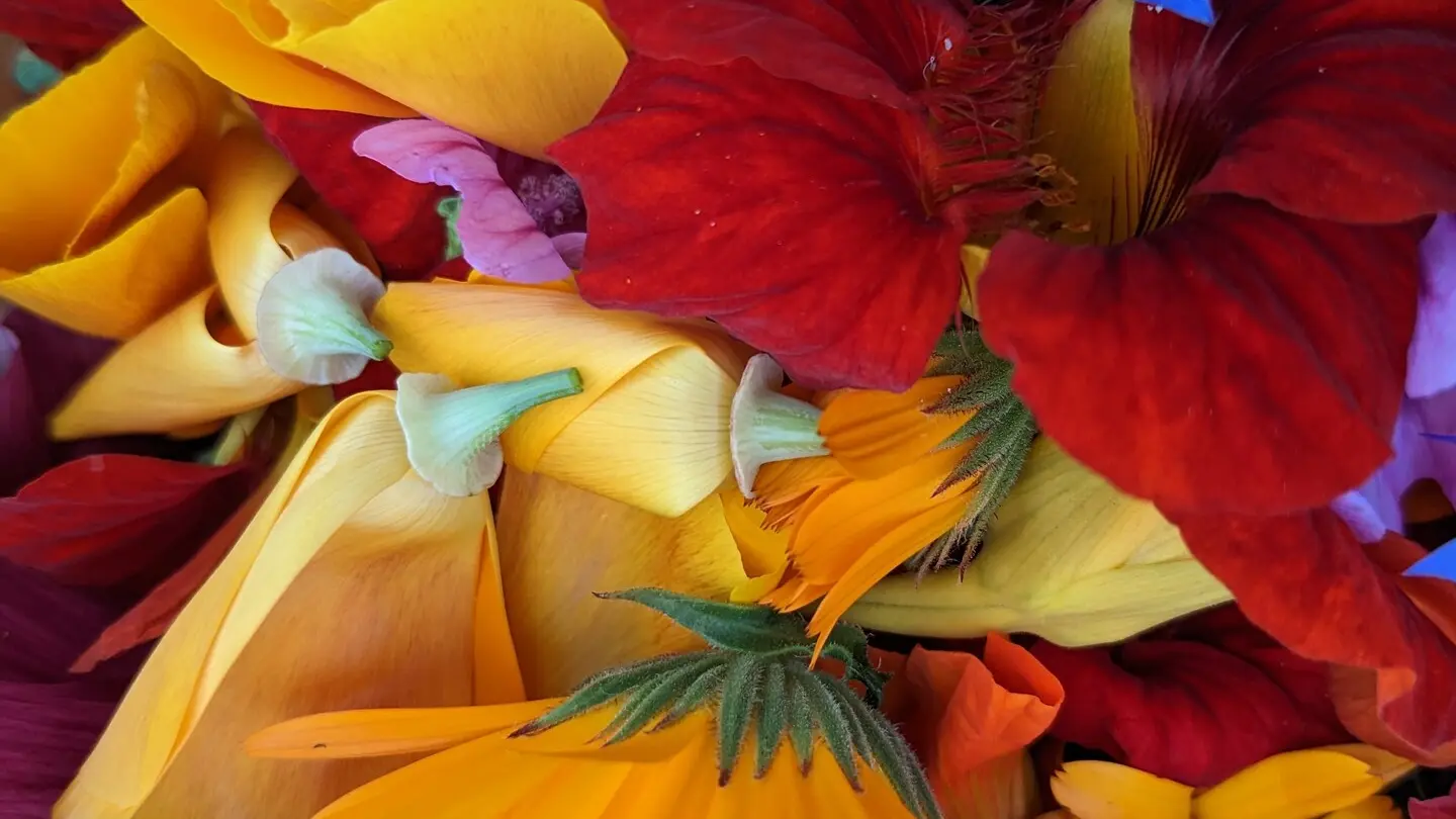 Fleurs 2