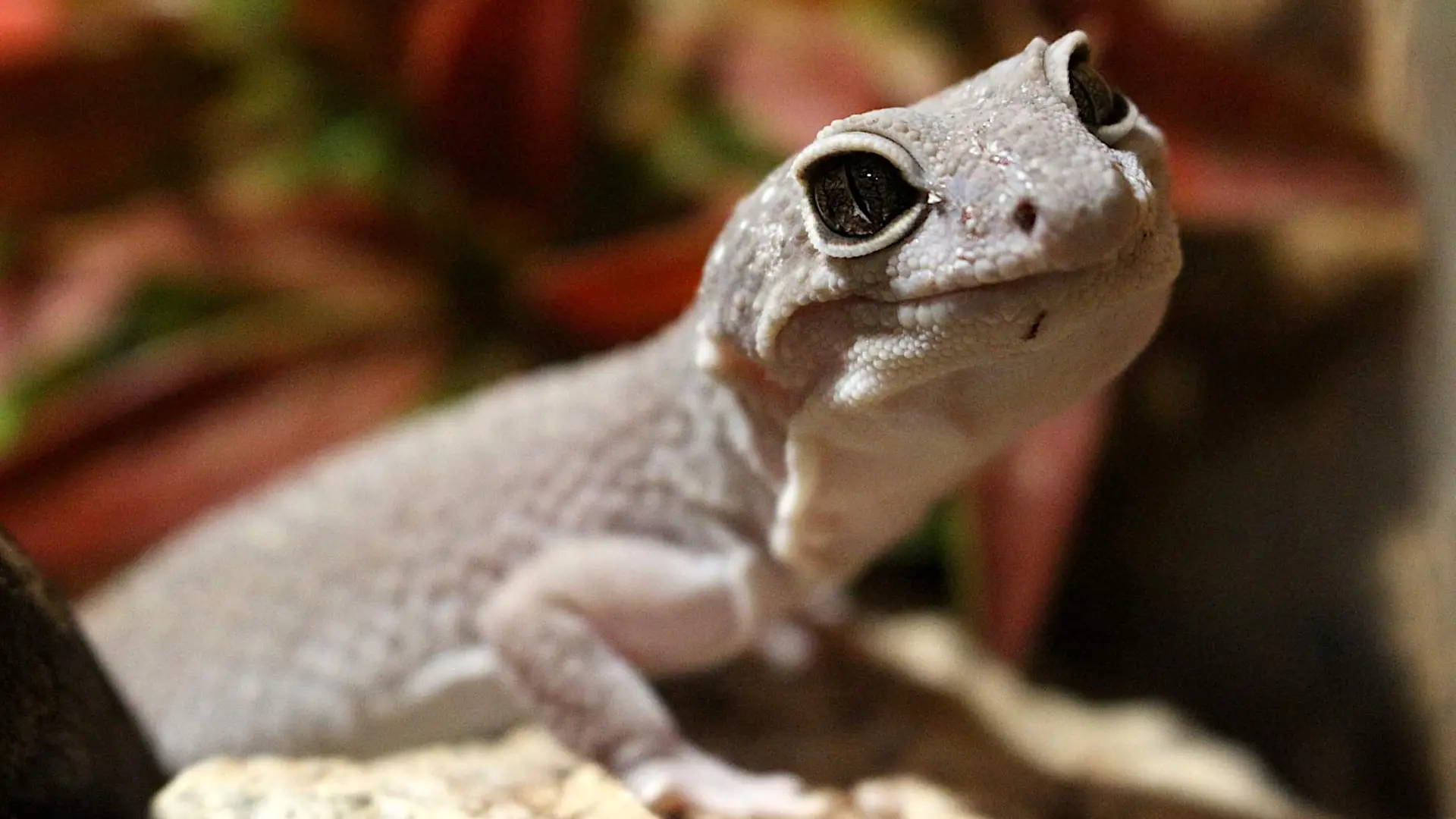 Reptiland