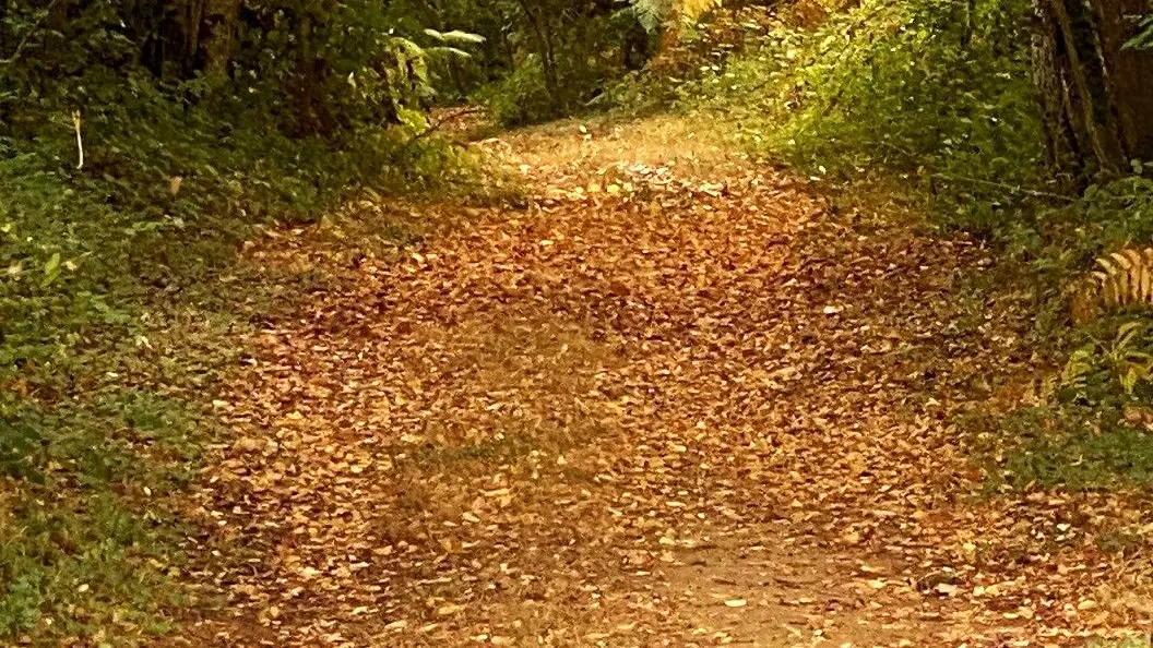 GRUN-BORDAS-Boucle de Bordas-Chemin 2