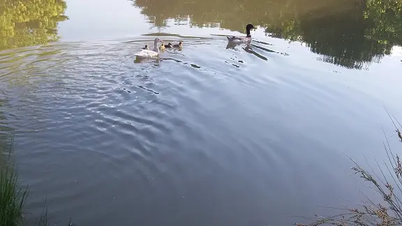 L'étang aux canards