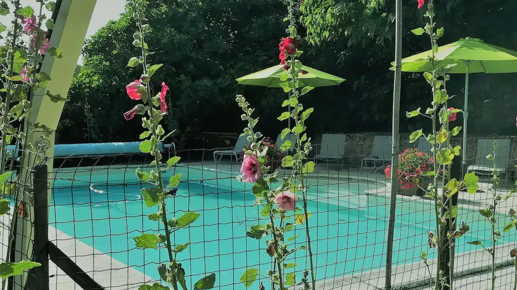Autour de la piscine : les roses trémières