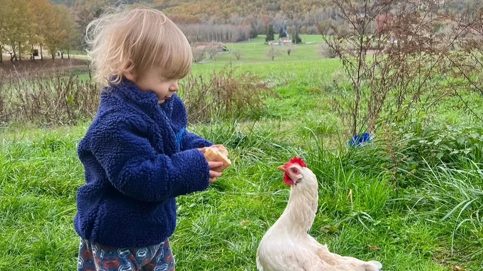 Gite Fole Kauwe - Les poules