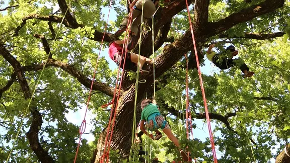 Grimpe-d'arbres-Montpeyroux