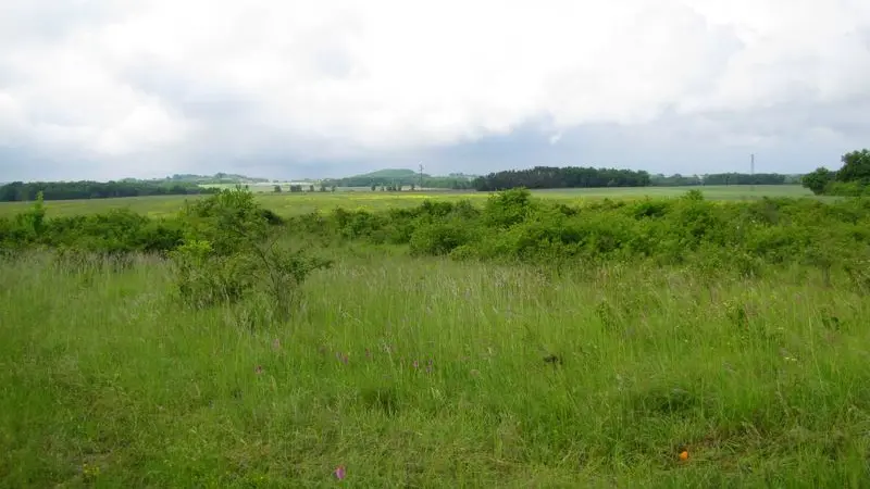 Hélas de plus en plus rare, la pie-grièche écorcheur est néanmoins présente dans plusieurs secteurs arbustifs du plateau