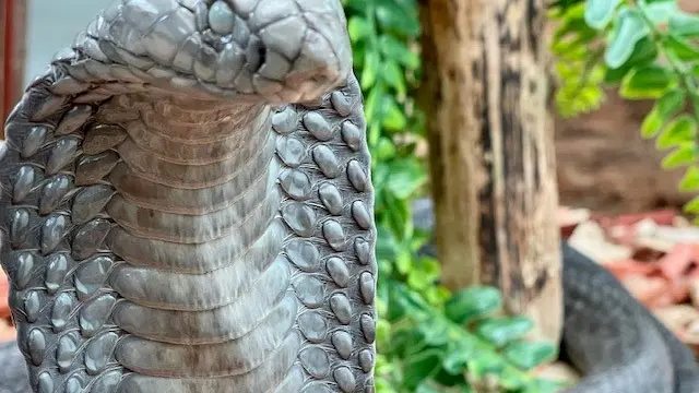 Reptiland