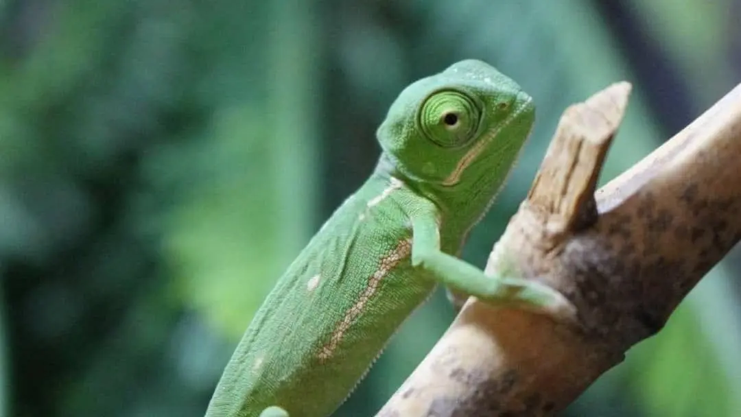Reptiland