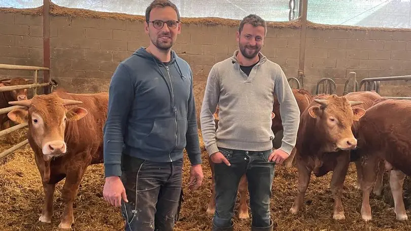 Simon, Luc et des vaches