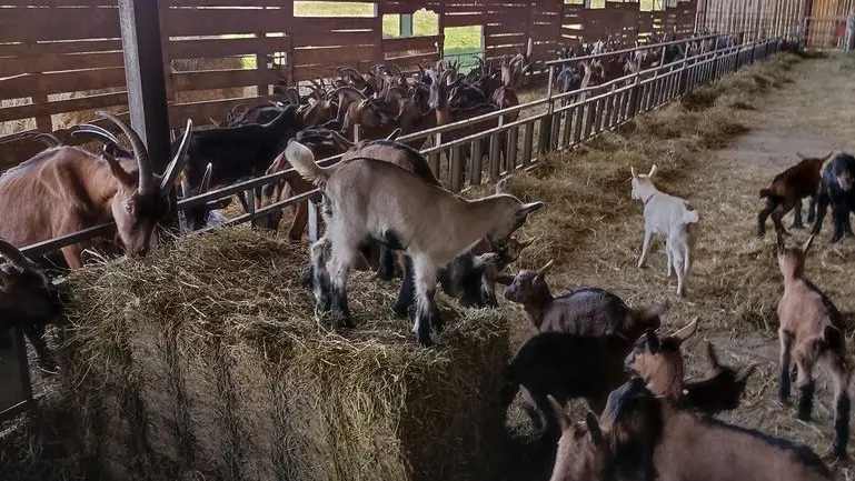 JEUX CHEVRE CHEVREAUX CHARMAT RIBAGNAC