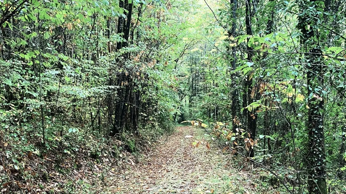 LE BOURDEIX-Boucle des Forges-Chemin