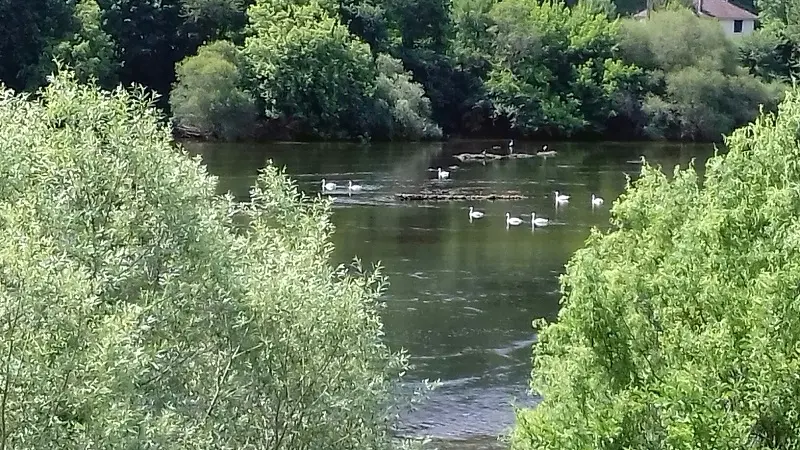 LES CYGNES