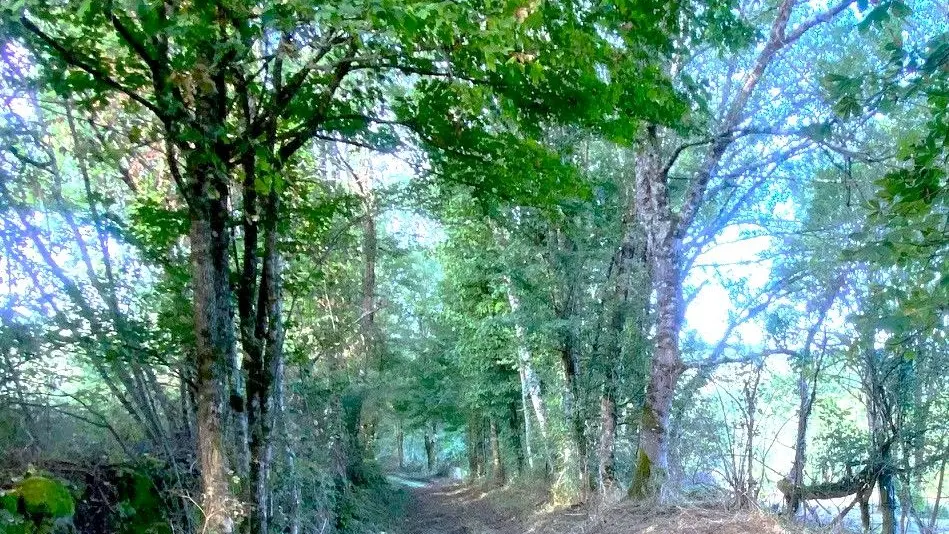 LUSSAS-ET-NONTRONNEAU-Boucle de Mauvy-Chemin