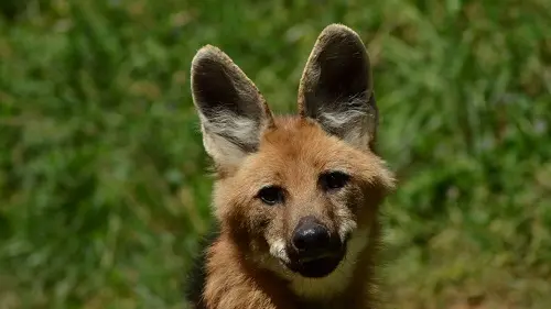 La Réserve Zoologique de Calviac 4_Dordogne en Famille redim