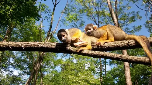 La Réserve Zoologique de Calviac 6-Dordogne en Famille redim