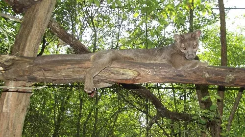 La Réserve Zoologique de Calviac 1 _Dordogne en Famille redim