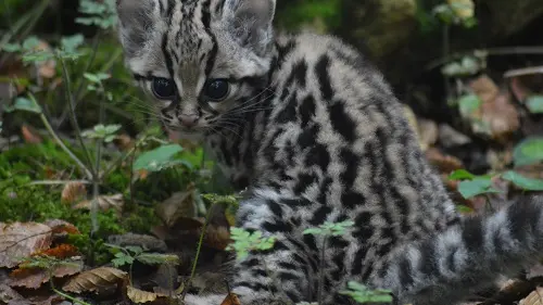 La Réserve Zoologique de Calviac 3_Dordogne en Famille redim