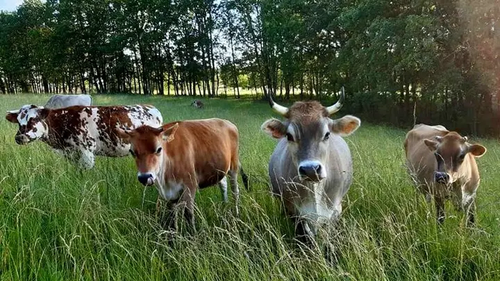 La chèvre Coquine Douchapt 6