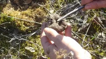 La ferme aux truffes