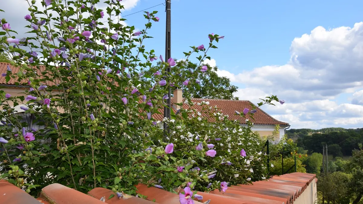 Logis-de-Marthe-Jardin fleuri