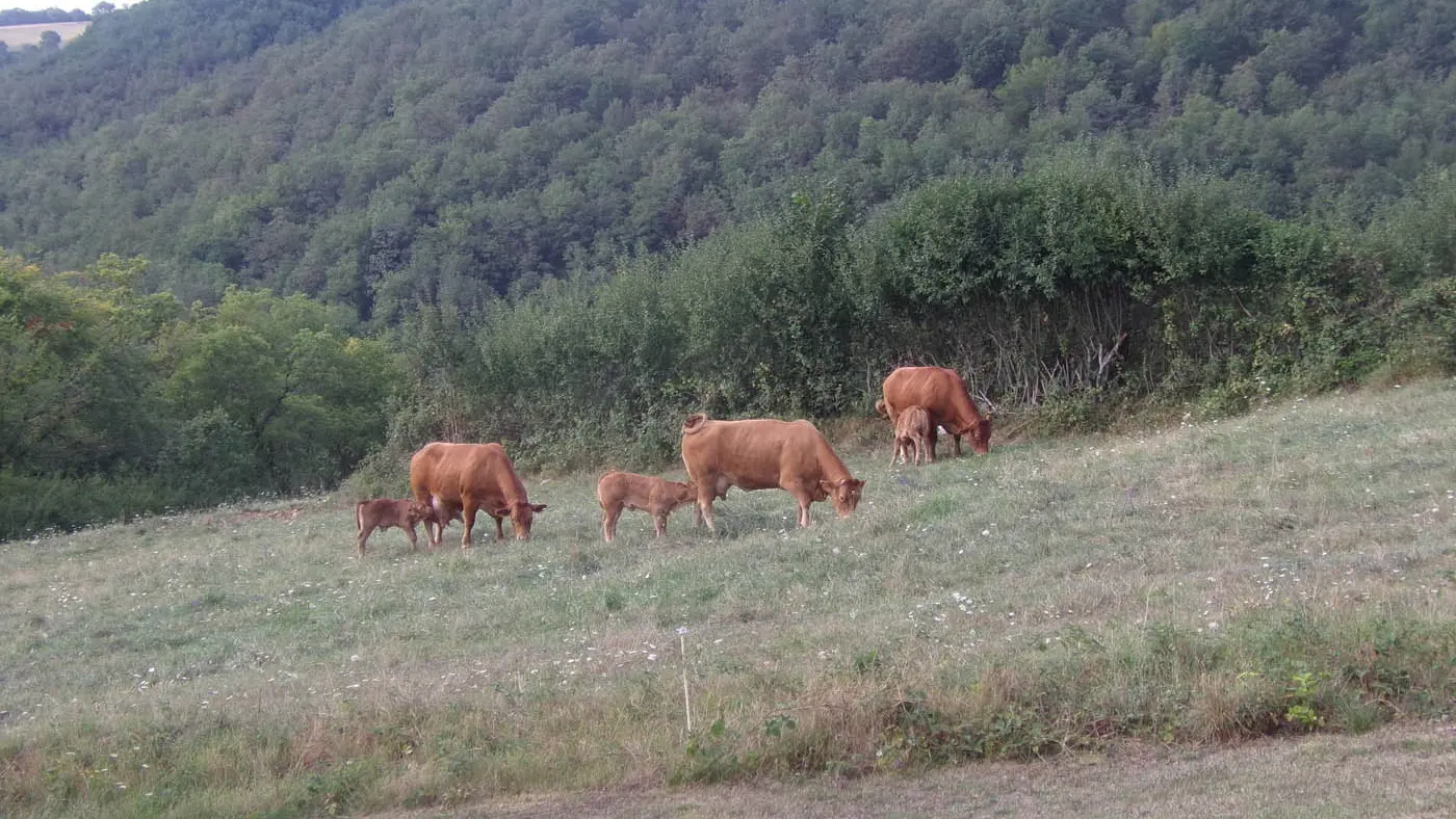Le-Bois-de-l-ange--5-