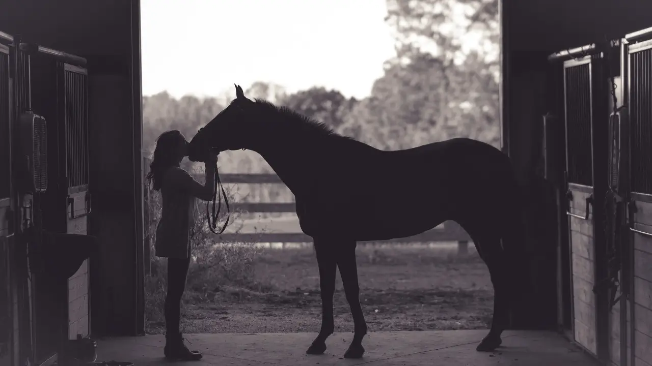 Le cheval autrement