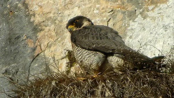 Le faucon pèlerin se cache dans les falaises