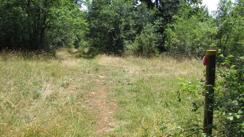 Le paysage assez sec de la forêt est typique pour le pouillot de Bonelli