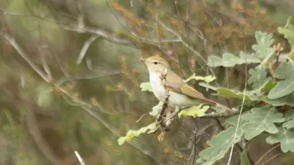 Le pouillot de Bonelli, typique de ce type de forêt