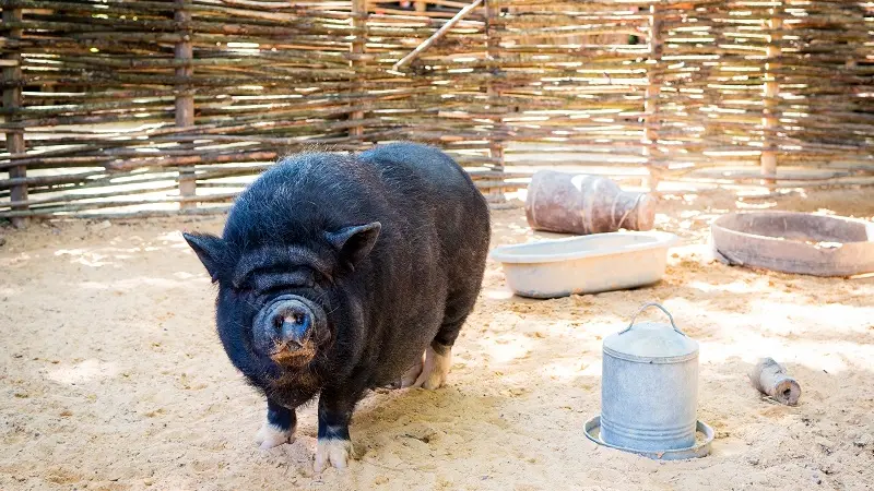 Parc le Bournat -Animaux-Ferme